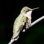 Profile